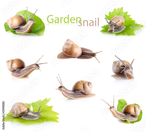set garden snail (Helix aspersa)