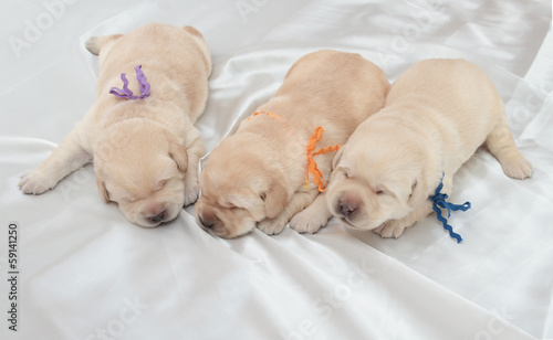 three labrador retriever puppies © artSILENSE