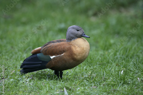 South-african shelduck, Tadorna cana photo