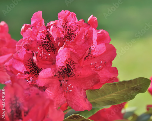 fleur de rhododendron