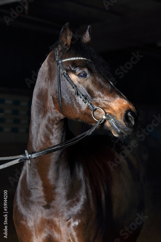 Fototapeta Naklejka Na Ścianę i Meble -  Holsteiner