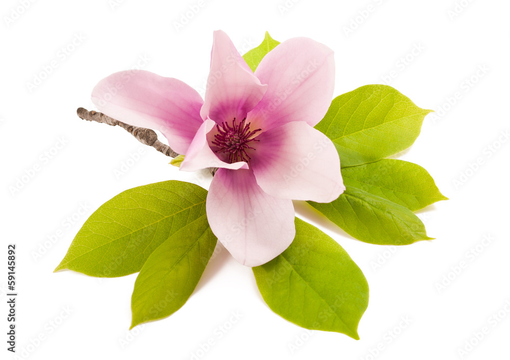 Fototapeta premium magnolia