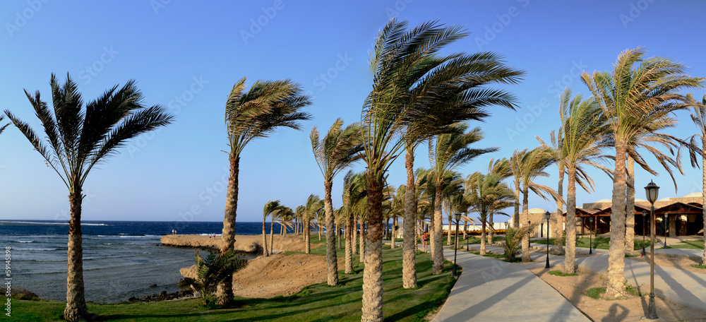 palmenweg mit wind panorama