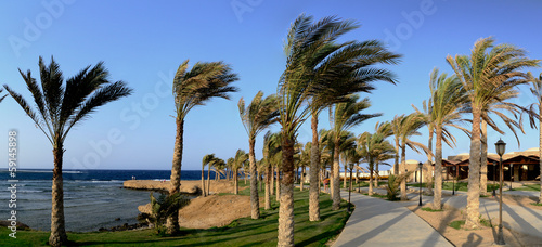palmenweg mit wind panorama