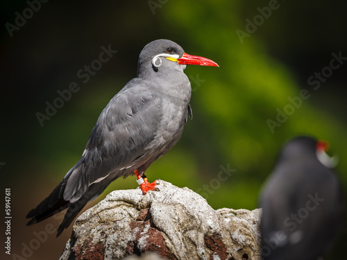 Colorful inca tern (larosterna inca) photo