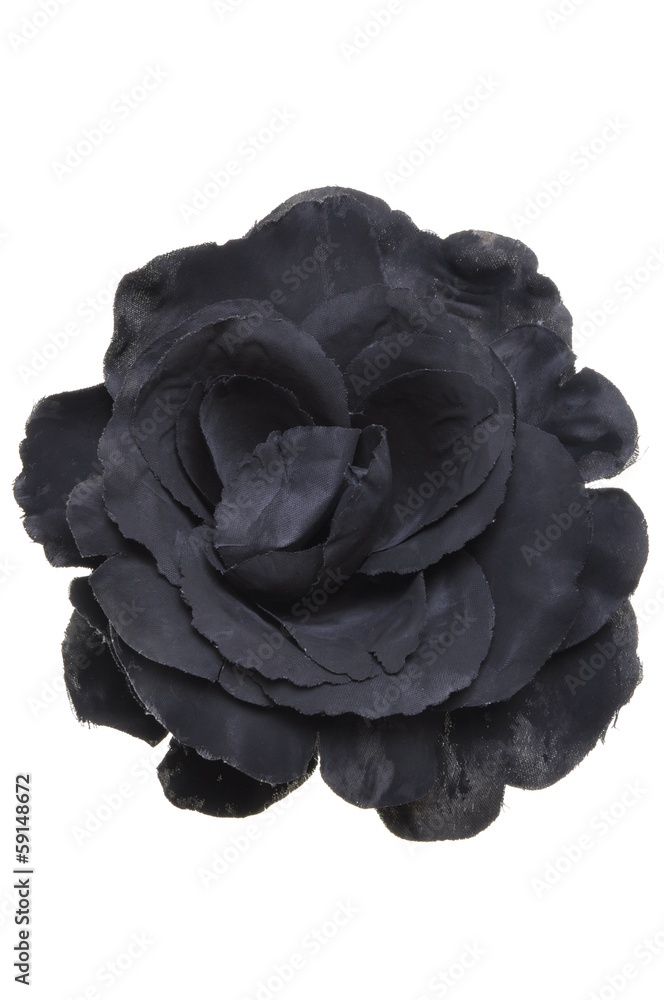 Obraz premium Black flower head rose on white background 
