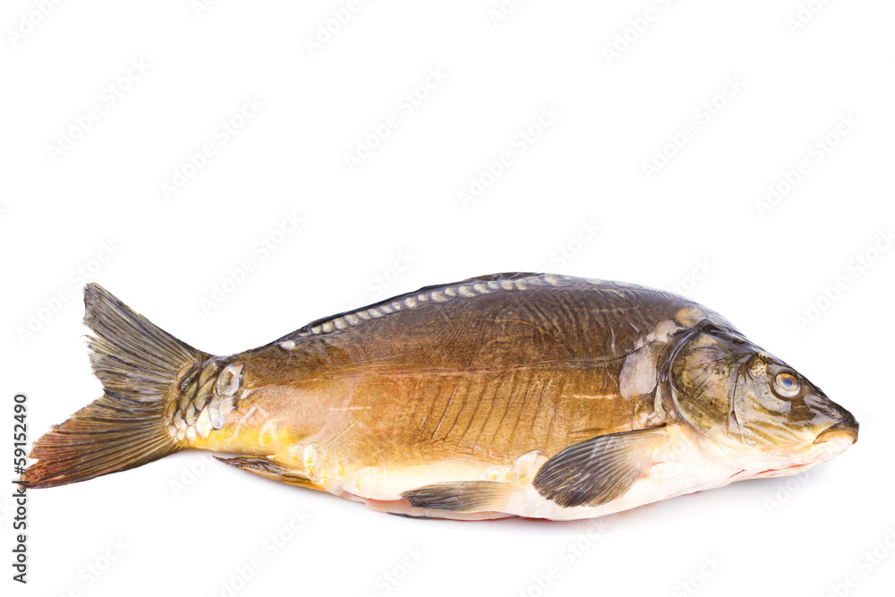 Common Carp fish Isolated on White Background Common Carp fish Isolated on White Background