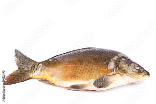 Common Carp fish Isolated on White Background