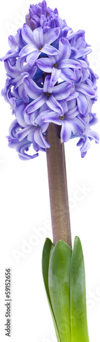 opening blue hyacinth