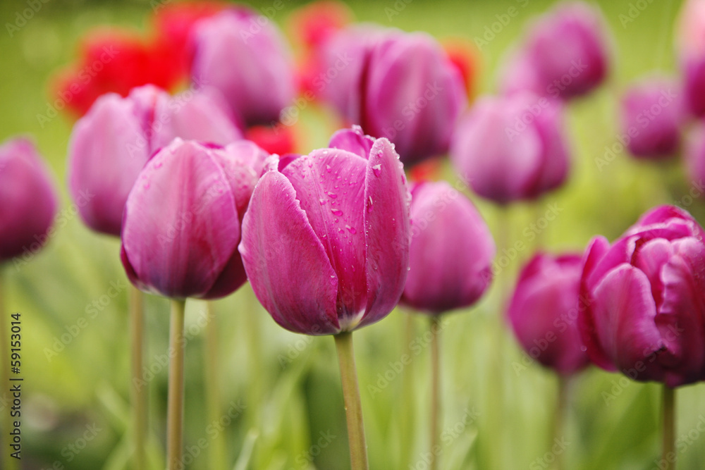 Fototapeta premium Pink tulips in the garden