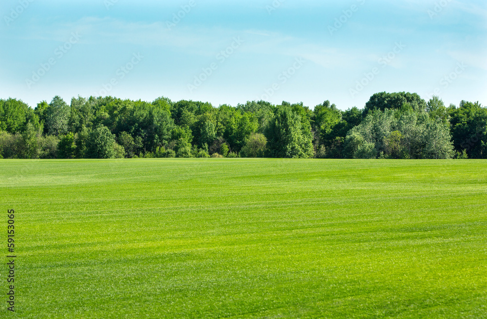 Lawn gras field
