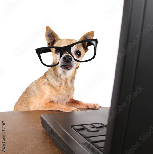 a chihuahua surfing the internet on a laptop