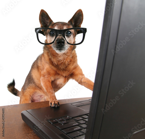 a dog surfing the internet photo