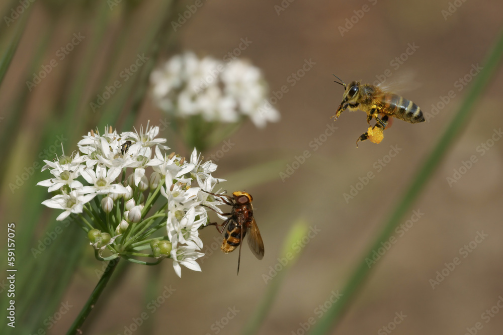 Bee, fly and flowers of garlic (Allium) - obrazy, fototapety, plakaty 