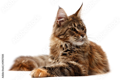 Fototapeta Naklejka Na Ścianę i Meble -  Maine Coon