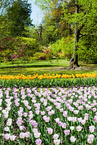 Wallpaper Mural Tulips garden Torontodigital.ca