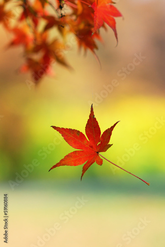 Single japanese maple leaf falling from a tree branch