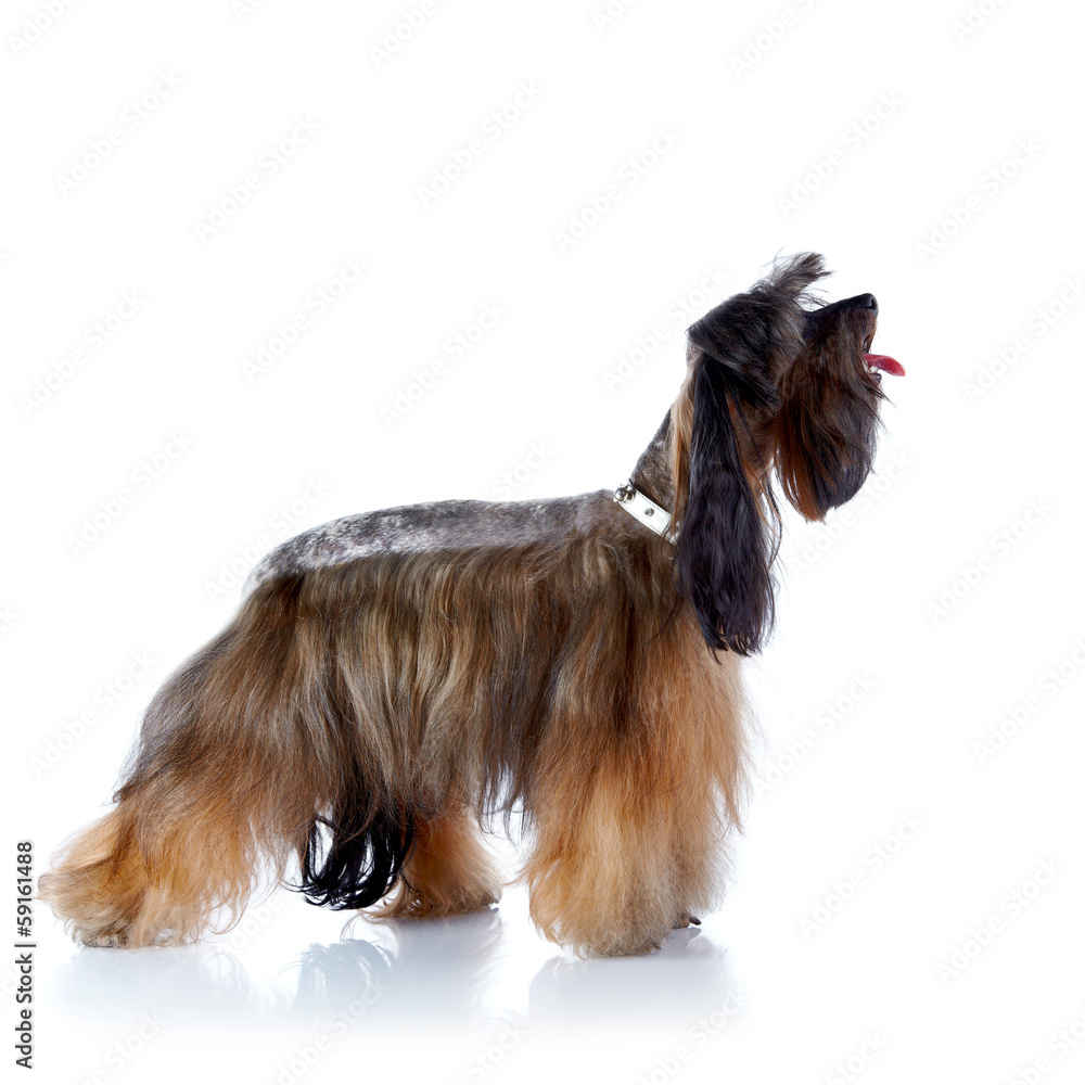 The decorative doggie cost on a white background. The decorative doggie cost on a white background.