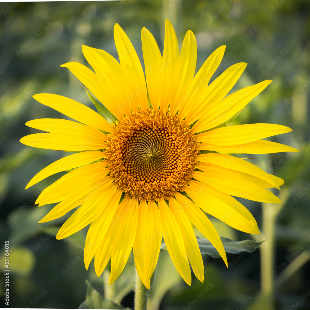 lonely sun flower lonely sun flower