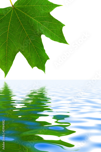 Leaf and water © Nikolai Sorokin
