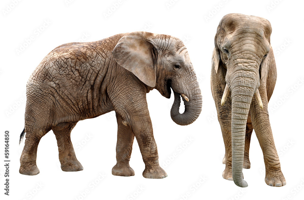 African elephants isolated on white