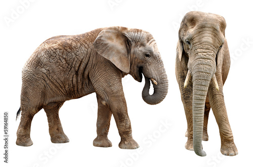 African elephants isolated on white © vencav