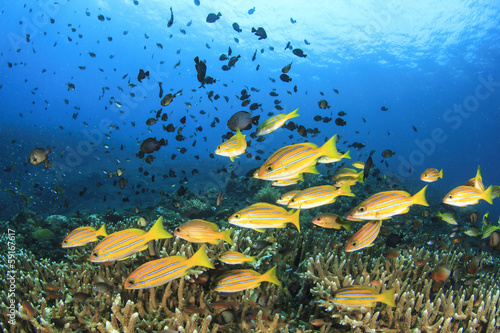 School of fish: Bluelined Snappers