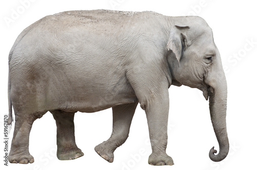Isolated Asian Elephant