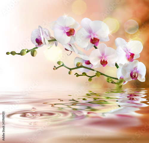 Fototapeta białe orchidee na wodzie z kroplą