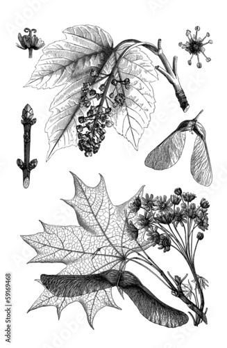 Botany : Maple - Érable - Ahorn photo