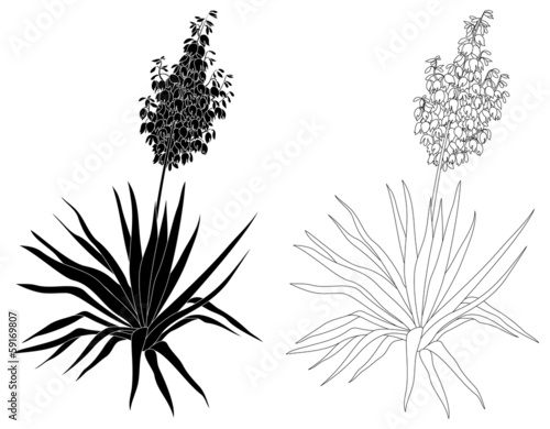 Plant Yucca, contours and silhouettes photo