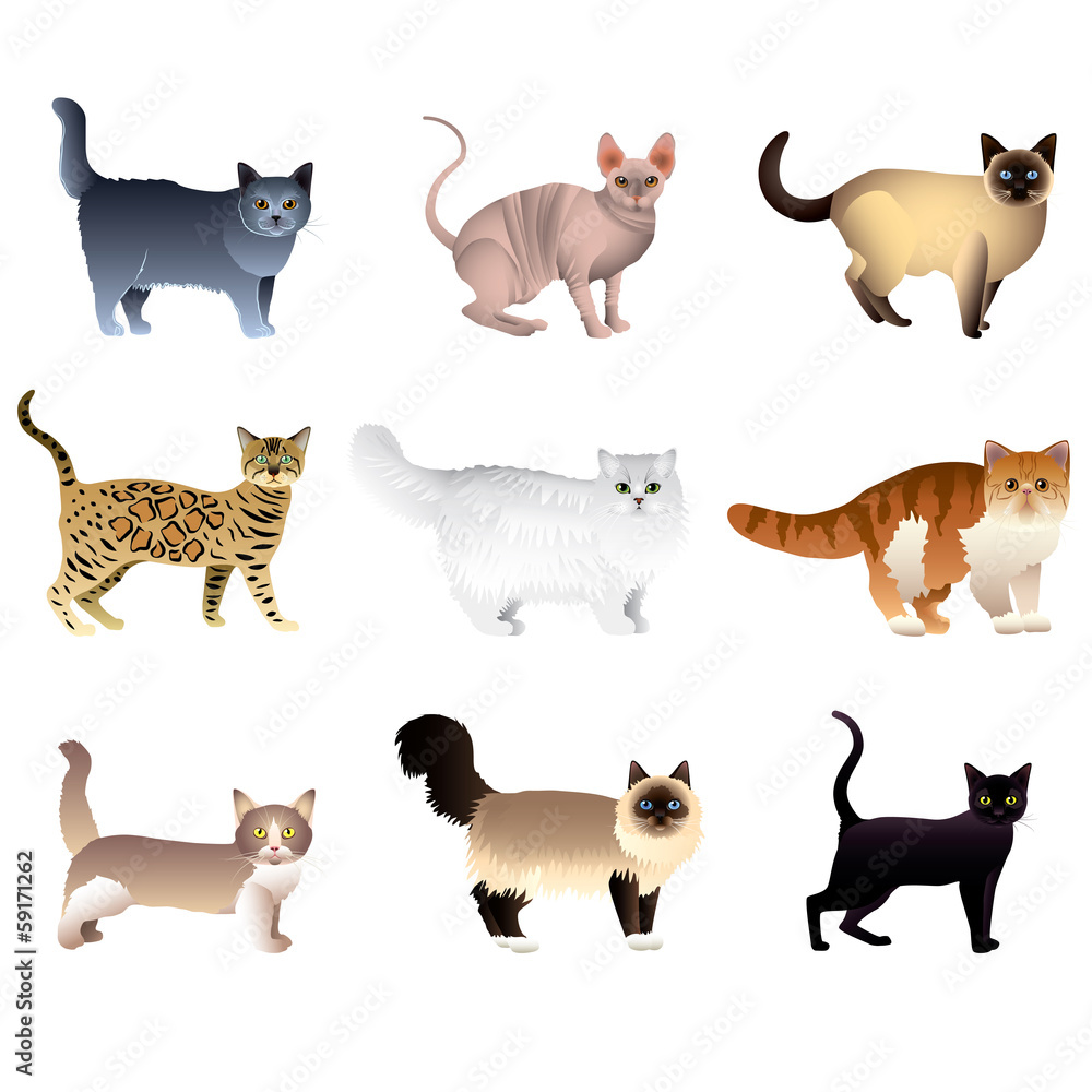 Cats isolated on white vector set Cats isolated on white vector set