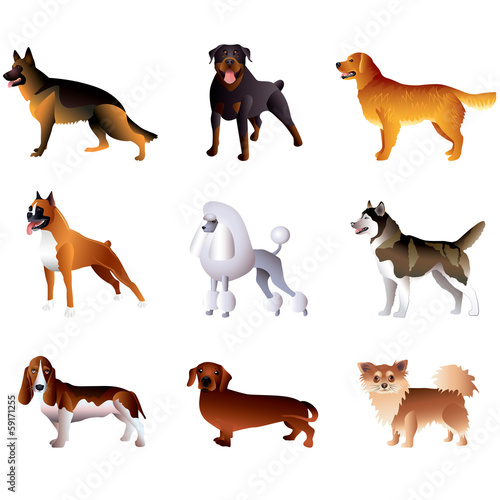 Dogs isolated on white vector set