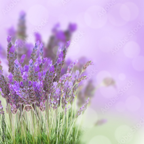 Fototapeta Naklejka Na Ścianę i Meble -  Lavender flowers field