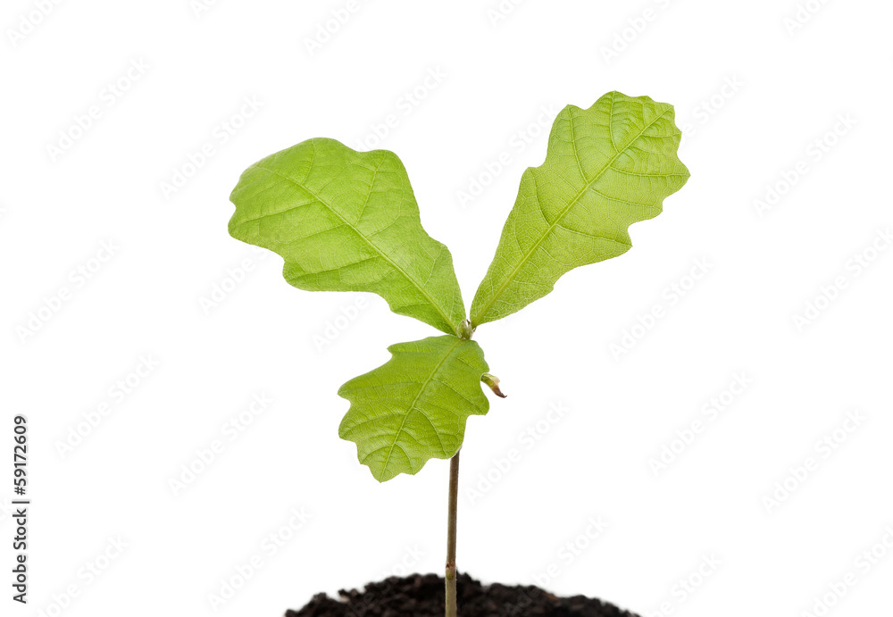 Fototapeta premium Seedling oak on white background