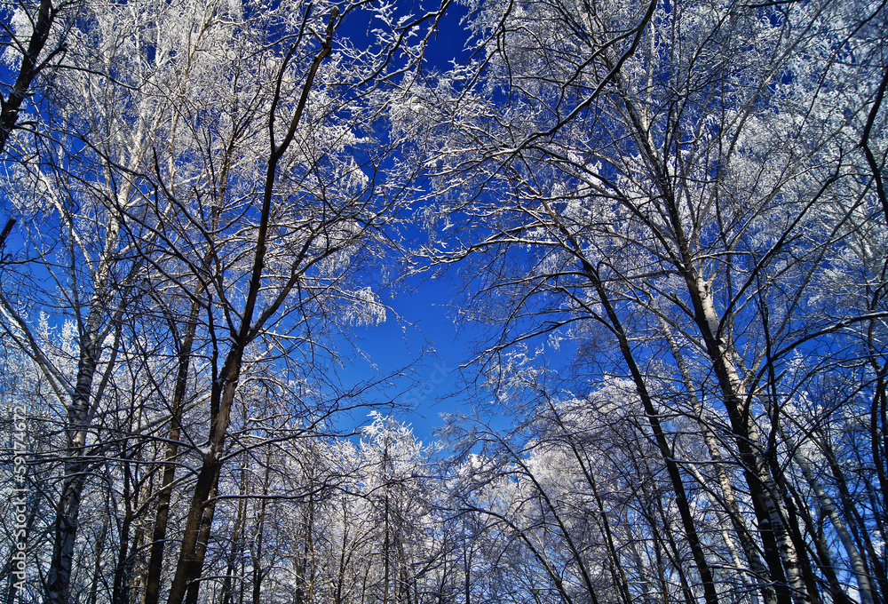 Tops of the trees in the winter forest. Tops of the trees in the winter forest.
