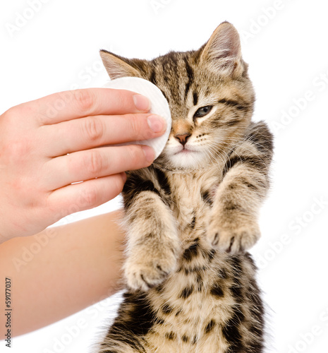 veterinary surgeon wipes eyes to a cat. isolated on white 