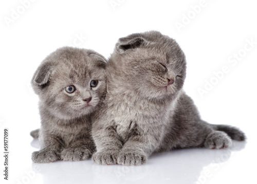 two british shorthair kittens. isolated on white background photo