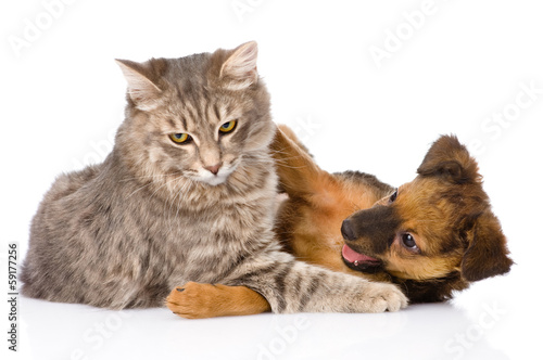 cat and dog fights. isolated on white background