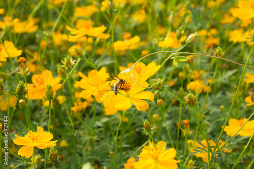 Yellow Flowers garden and bee © bankajk