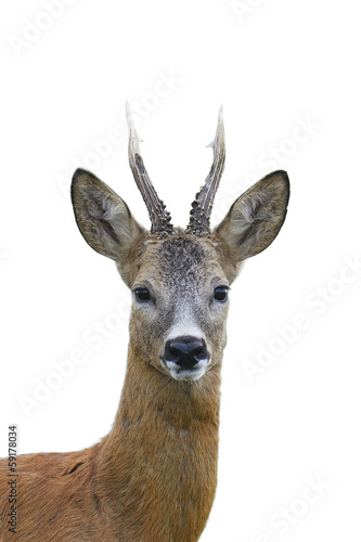 Fototapeta Naklejka Na Ścianę i Meble -  Roe deer buck portrait