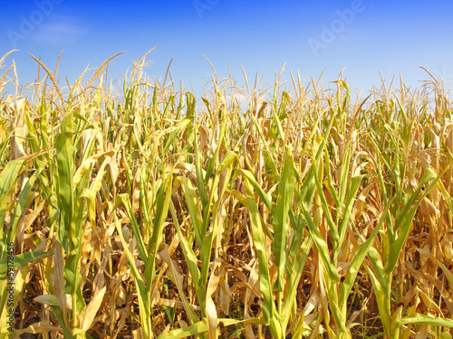 Corn Field