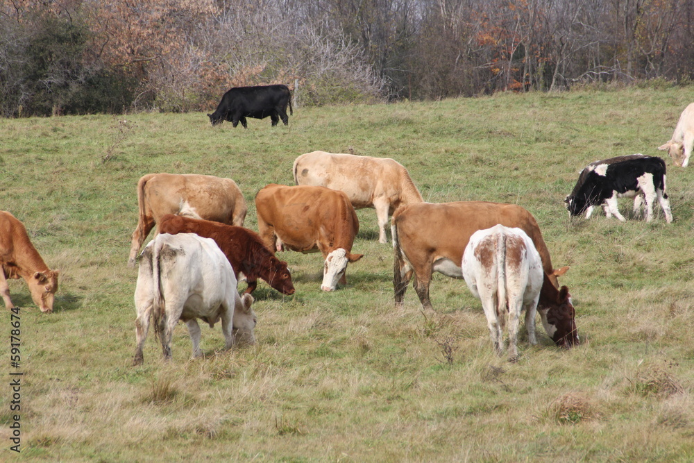 Obraz premium Cows in Pasture