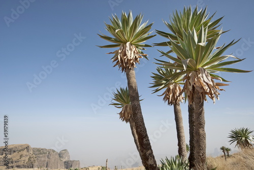 Giant Lobelia trees at The Simien N.P., Ethiopia.
