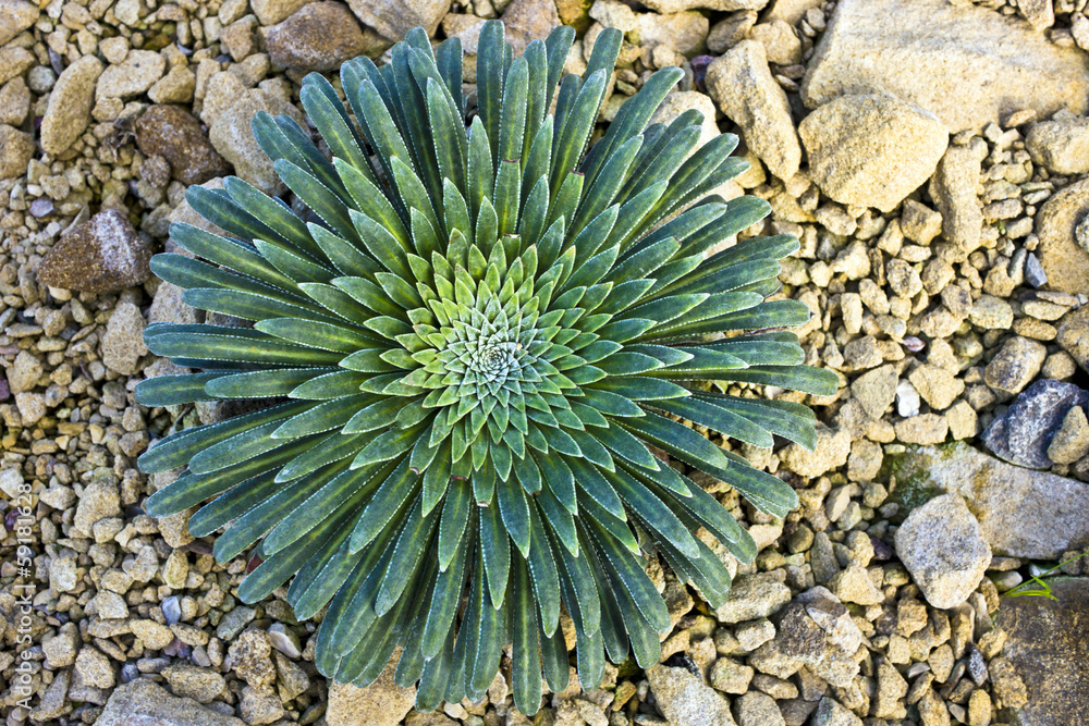 Fototapeta premium Low growing succulent plant.