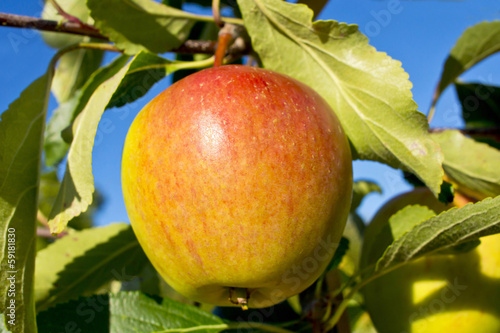 Cox's Orange Pippin apples ripening on a tree branch. photo