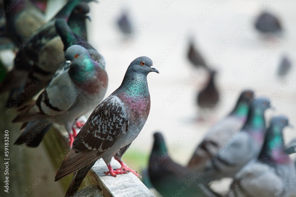 Naklejka premium Pigeons