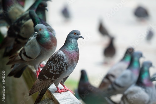Print op canvas Pigeons