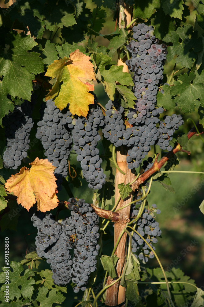 Weinstock Weinstock