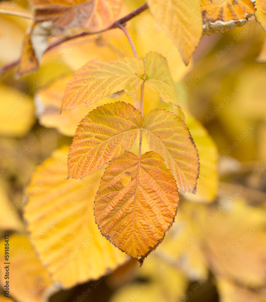 raspberry leaves as autumn background raspberry leaves as autumn background